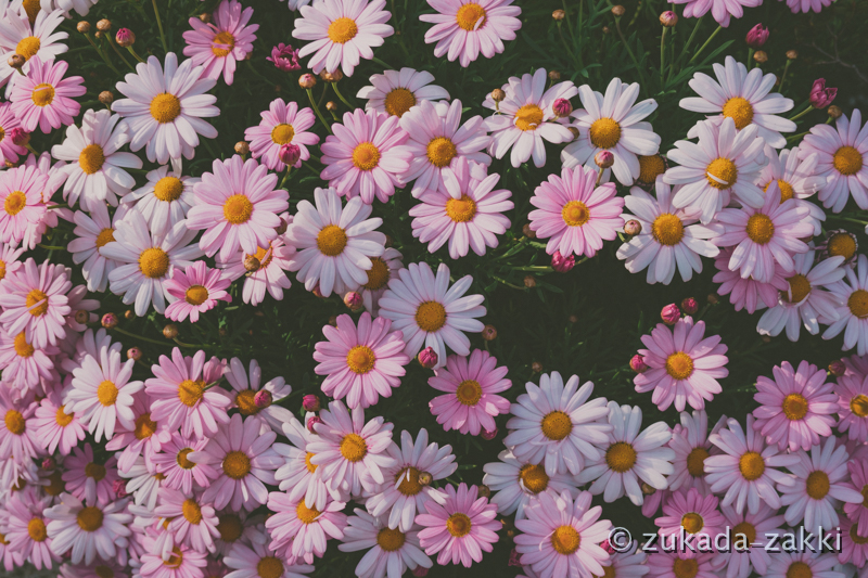 一つの写真で違う現像を試してみた | ずかだ雑記帳
